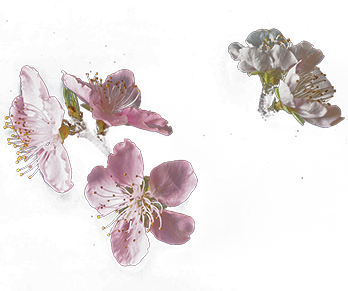 cherry-blossom